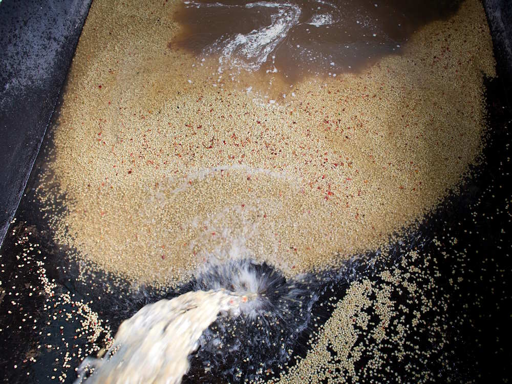 Farmers process Gesha cherries in a fermentation tank.