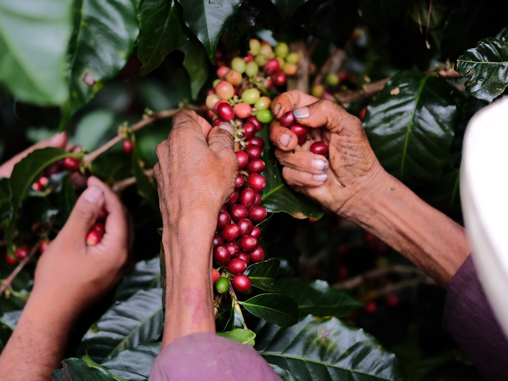 Producers harvest red cherries off a branch.