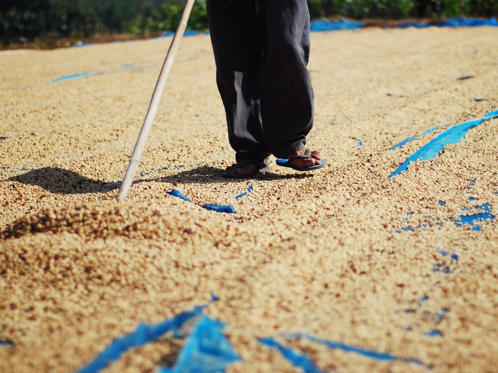 A producer rakes dried coffee beans on a patio.