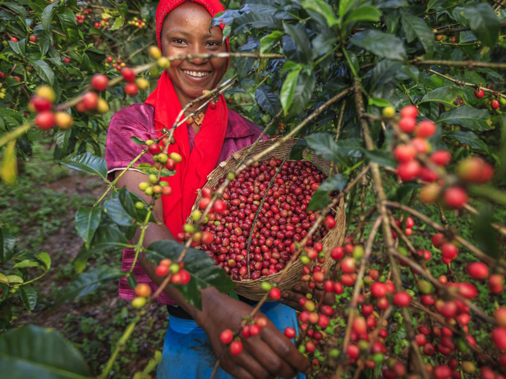 A woman holds a basket to harvest coffee cherries.