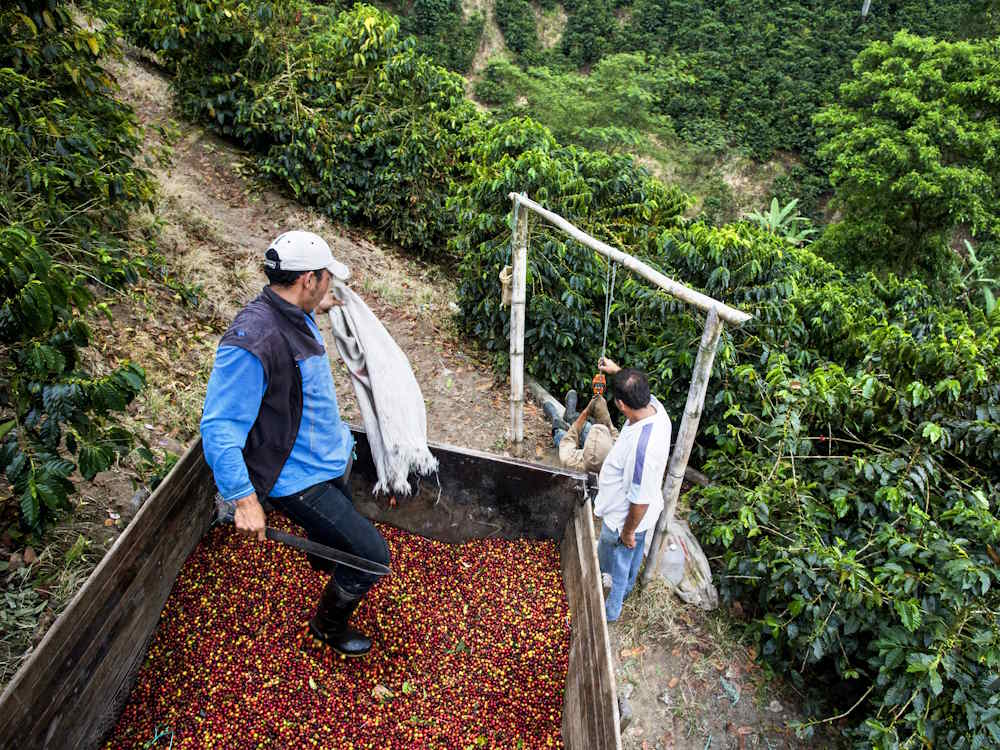 Farmers load bags of cherries onto back of truck.