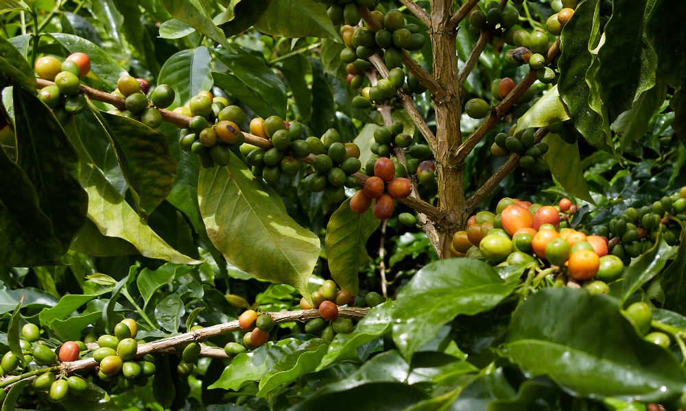 Coffee cherries growing on branches at the SKN Caribecafé Collection.