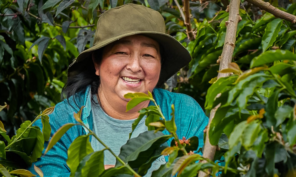 A female coffee producer harvests cherries as part of the SKN Caribecafé Collection.