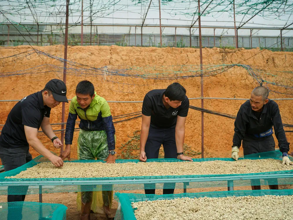 Farmers in Vietnam inspect green coffee on raised beds.